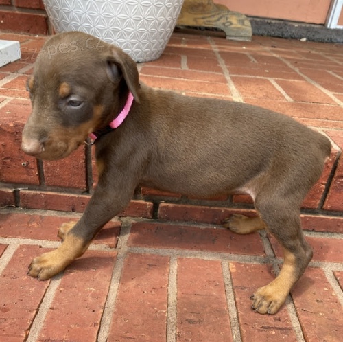 Štěňata dobermana na prodej.