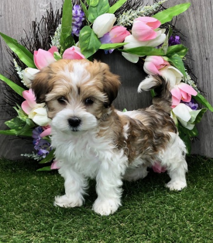 Havanese tata na prodej.