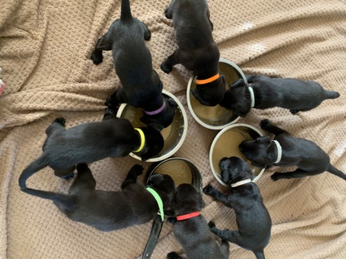 labradorská štěňata k adopci