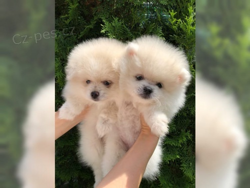 Německý špic trpasličí / pomeranian