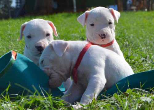 dogo argentino tata na prodej