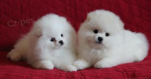 Pomeranian štěňata pro přijetí