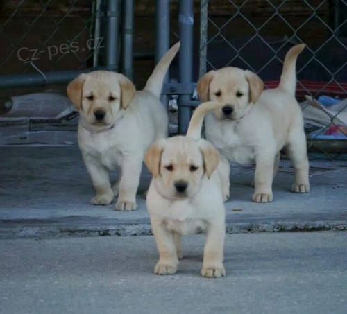 labradorská štěňata k adopci