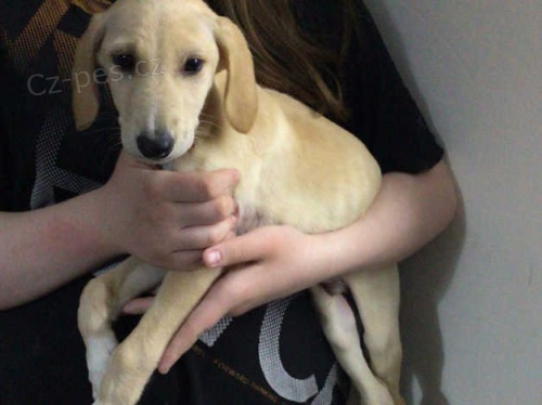 2 x štěňata saluki