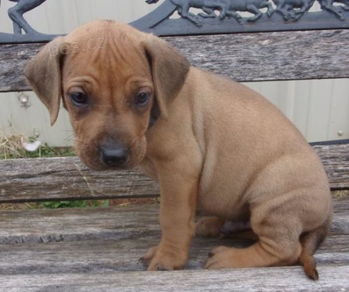 štěňata rhodéského ridgebacka K dispozici