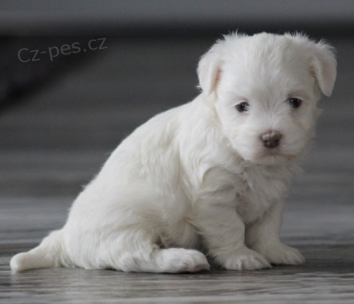 roztomilá štěňátka havanese na prodej.