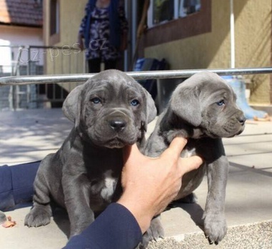 Milující štěňata Cane Corso pro nový domov 