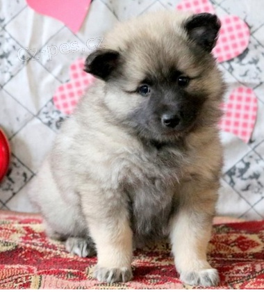 asn ttka Keeshond k dispozici 