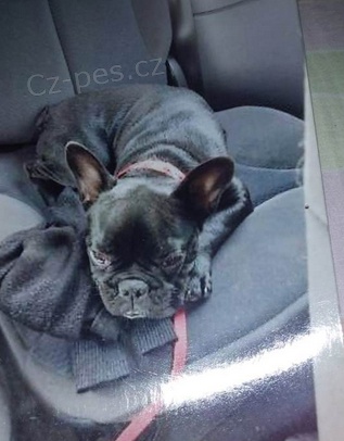 štěňata Francouzský buldoček  k adopci