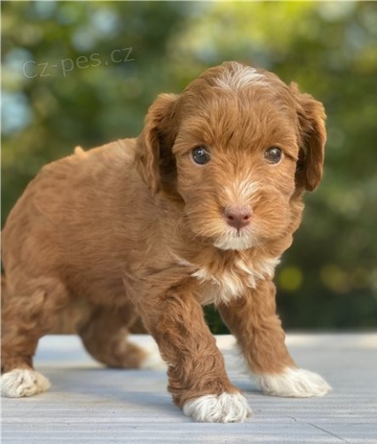 krásné štěně goldendoodle k adopci