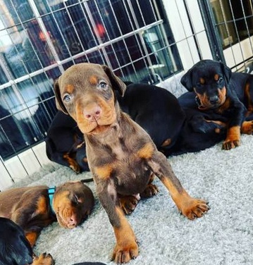 Krásná štěňátka Dobermann  k dispozici