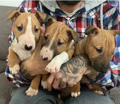 štěňátka BullTerrier k dispozici