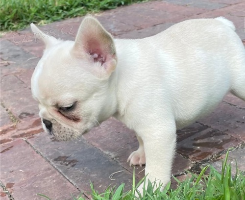 Štěně francouzského buldoka v AKC kvalitě k adopci zdarma !!!