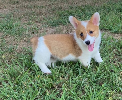 štěňata corgi