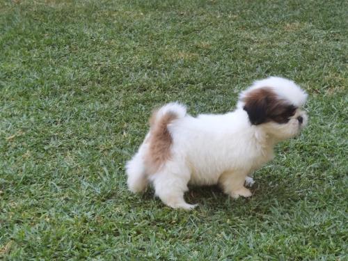 Štěňata sibiřského huskyho připravena do nového domova