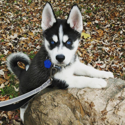 Štěňata sibiřského huskyho připravena do nového domova