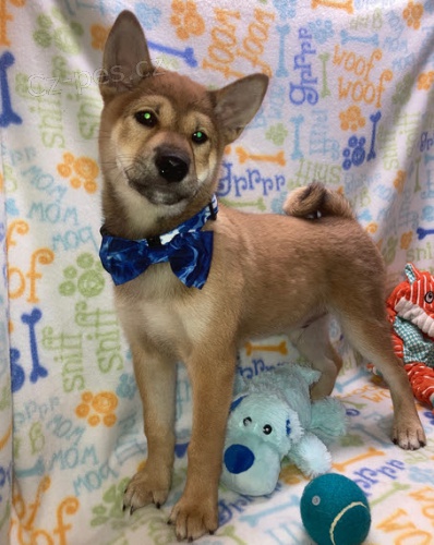 prodej štěňat shiba inu