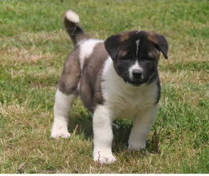 Štěňata Akita Inu jsou připravena k adopci.