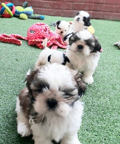 Dom Vycvien tata Shih Tzu