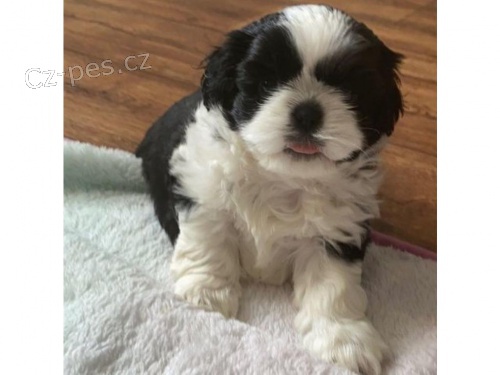 krsn tata shih tzu