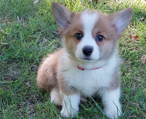 tata Pembroke Welsh Corgi