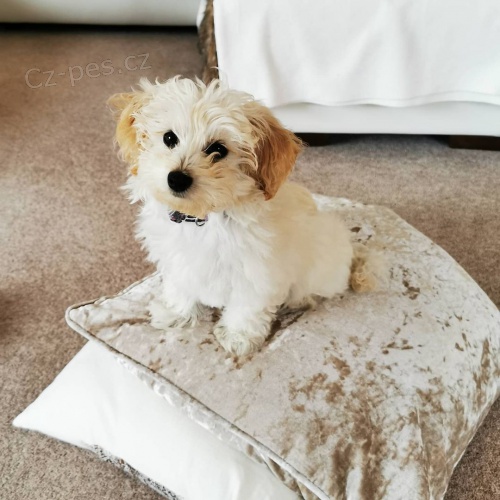 Rozkošná štěňátka Maltipoo na prodej