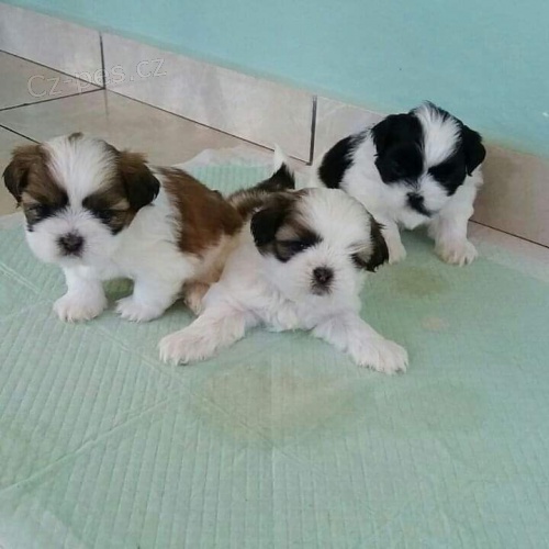 Nádherná Štěňata Shih Tzu Všechny připravené -