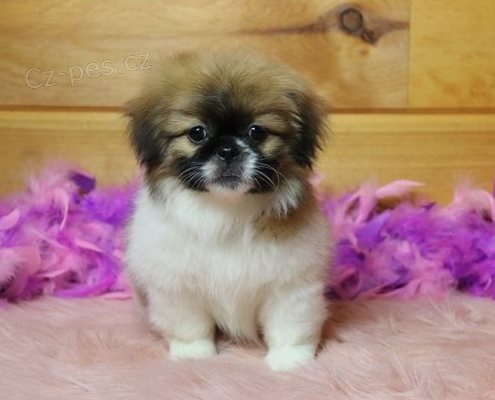 štěňata Pekingese k dispozici