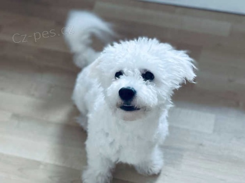 tata Bichon Frise