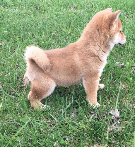 Rozkon tn shiba inu chlapec a dvka