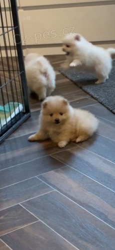 K dispozici krsn tata pomeranian