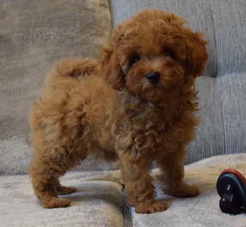 2 mini pudlová štěňátka k adopci