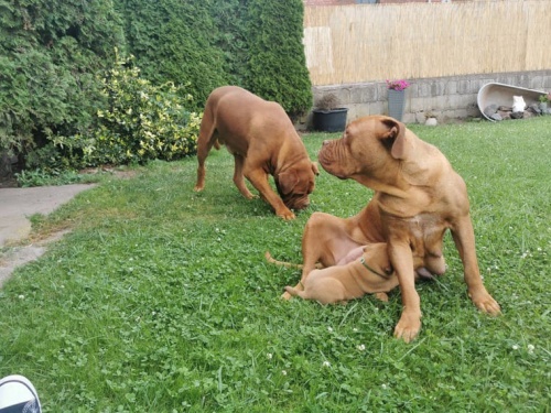 Bordeauxska Dogga dispozici jsou štěňata