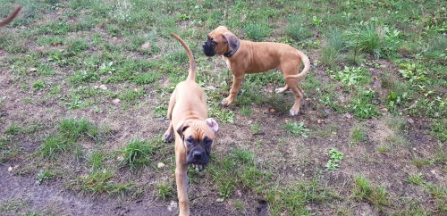 boxer tata k dispozici pro nov domovy