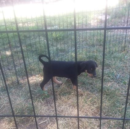 australská kelpie štěňata k adopci