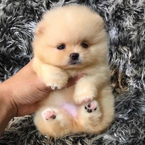 K dispozici krásná štěňata pomeranianů