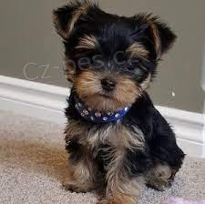 Krásná čistokrevná štěňátka Yorkie