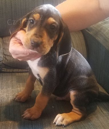 štěňata Americký Foxhound  k dispozici