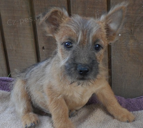 štěňata Norwich Terrier k dispozici