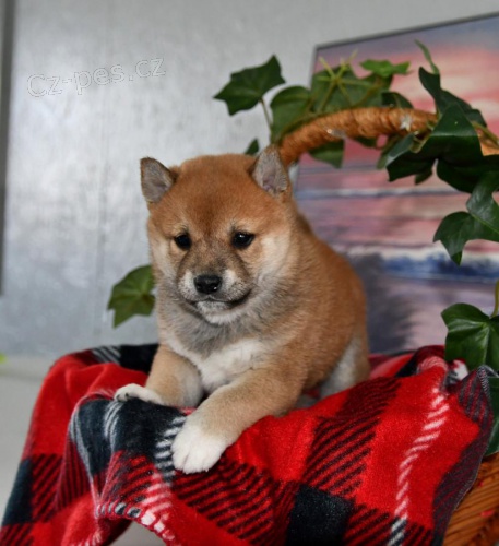 štěňata štěňata Shiba Inu k dispozici k dispozici