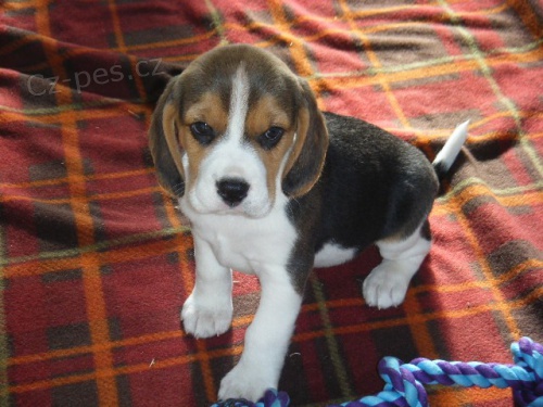 Beagle štěňata