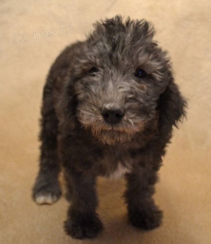 tata Bedlington Terrier k dispozici