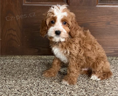 štěňata Barbet k dispozici