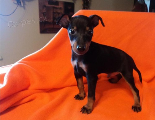 štěňata Manchester terrier k dispozici