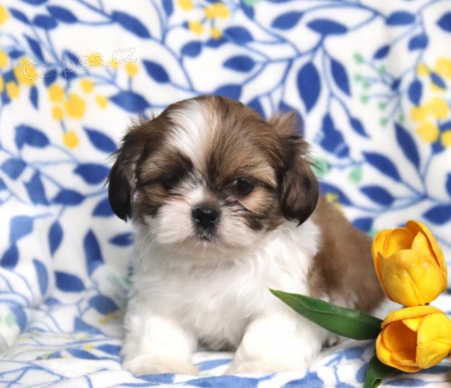 štěňata Shih Tzu k dispozici