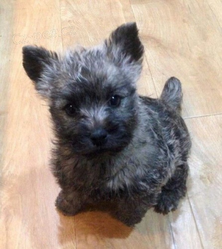 štěňata mini cairn teriéra k adopci