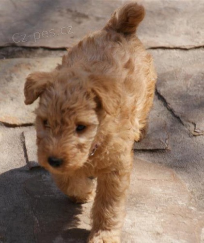 tata Lakeland Terrier k dispozici