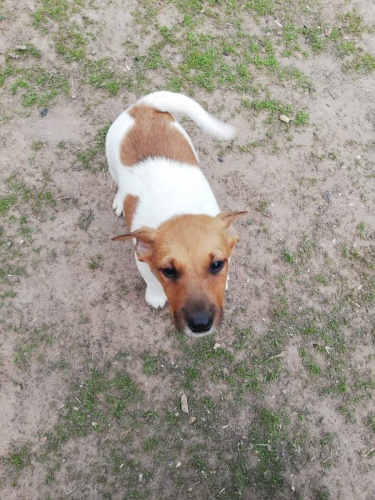 2 hravé štěňata Fox Terrier