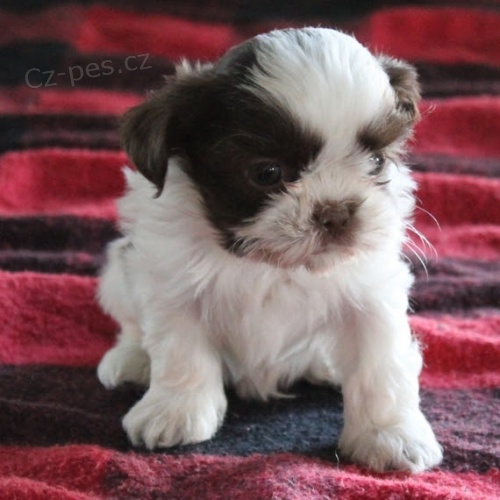 krásná a zdravá štěňata SHIH TZU na prodej