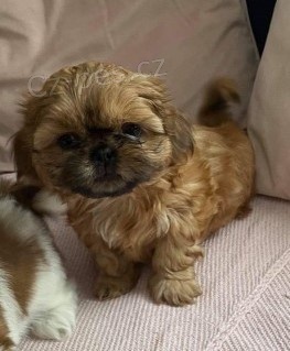 krásná štěňata shihtzu
